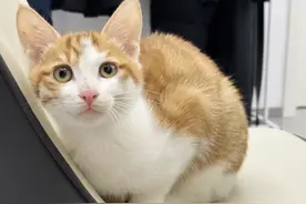 你知道吗？你一摸猫咪它就“打呼噜”，真正原因很多人都猜错了图片