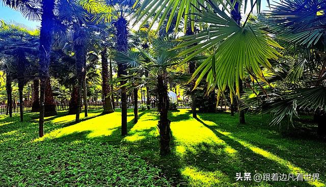 昆明蓝配翠湖银杏黄——藏着昆明最温柔的冬天