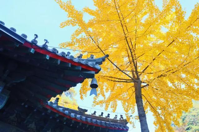 这份指南请收好！千山银杏最佳观赏期即将到来