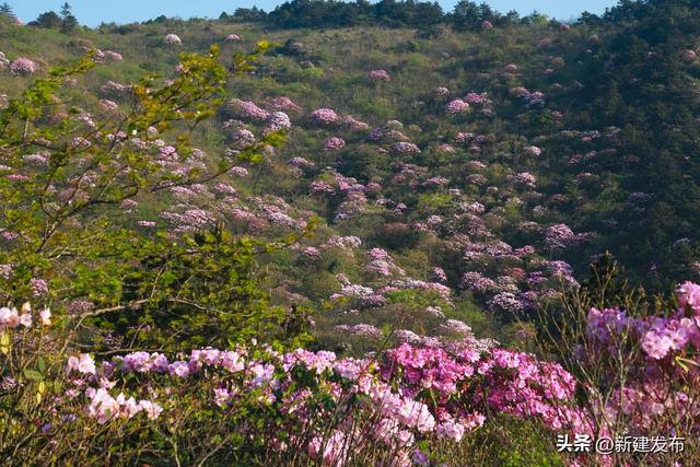 闯入罗霄之巅的绿色秘境
