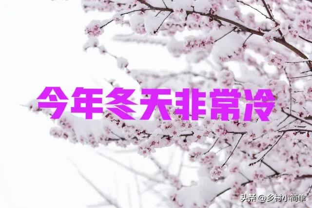 “立冬在头,冻死老牛;立冬在尾,腊月穿袄”,今年冬天非常冷?