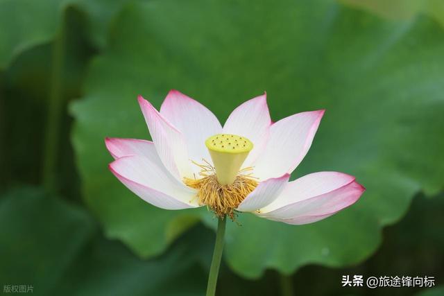 读《爱莲说》悟赏莲攻略，避开人挤人，这 3 处秘境藏着夏趣