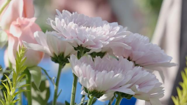 菊花展，开始！