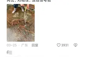 被华南F3笑喷了:“太公，晚点去找你 我先挖个五指毛桃煲汤喝 ”图片