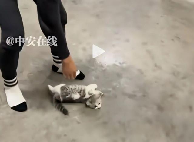 查寝摔猫致死宿管抱怨“被网暴”：“谁养的都不敢承认，怪得了谁”