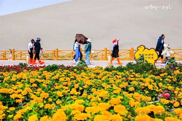 快来看，大漠敦煌又一波花海来袭