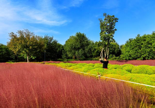 来啊！抓住粉黛小尾巴，错过再等一年！