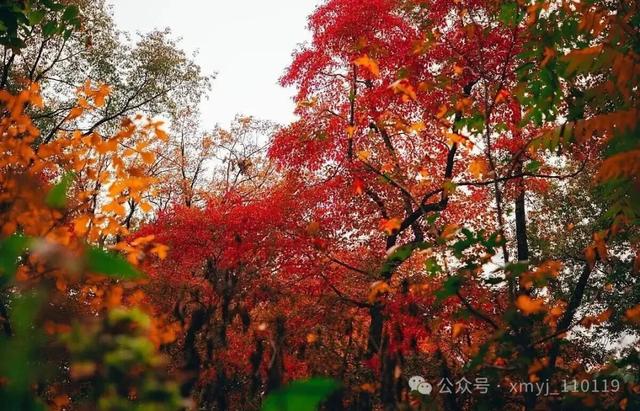 历城，你到底经历了什么？