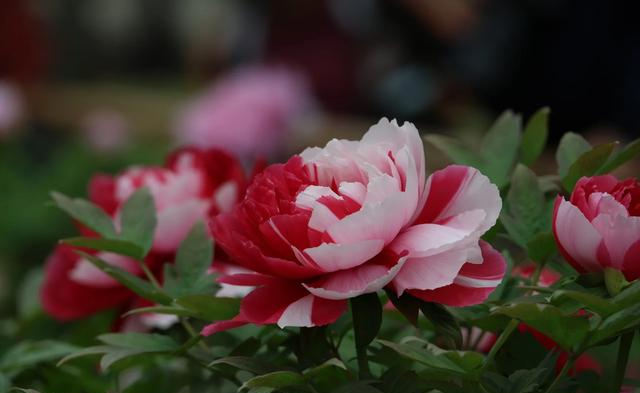 南京城内最大规模木香花开了，不要门票，香飘四溢，地铁公交直达
