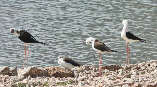 快乐的25/26深圳湾候鸟季