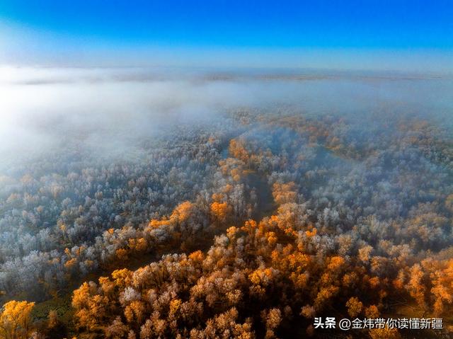 新疆轮台县：轮南胡杨林惊现雾凇奇观