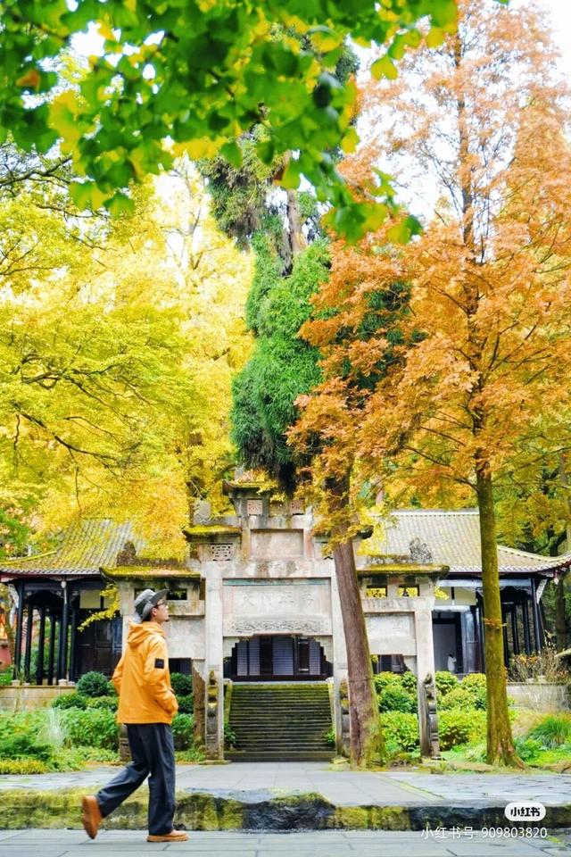 黄了！彩了！1h刹拢成都最近赏秋地，徒步拿奖牌、邂逅古寺银杏！老街美食好吃惨！