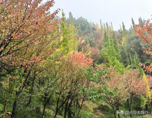成都都江堰最冷门彩林，免费开放，山野中的惊艳，公交车可达！