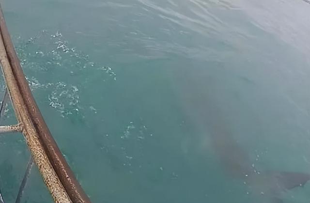 惊险！女子生理期潜水被鲨鱼咬伤，专家：血腥味有刺激