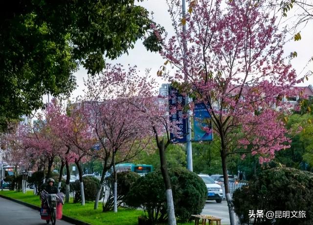 美炸！美炸！全国裹貂我赏樱！昆明最全冬樱赏花攻略来了，周末快冲~