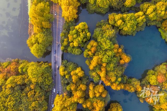 西湖景区“落叶不扫”已开始，4条道路等你打卡