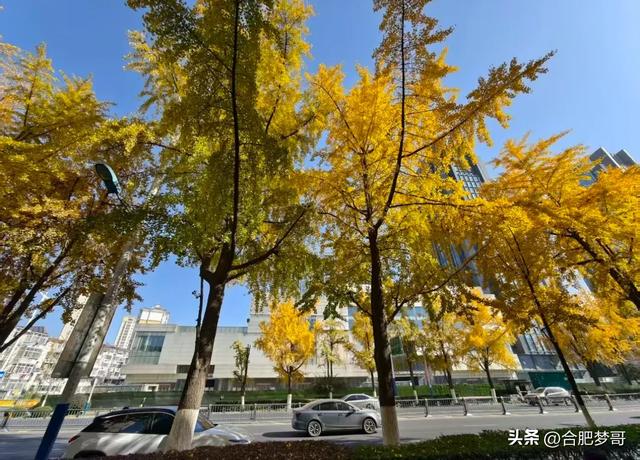 合肥市中心:徽州大道“金色大道”一眼回庐州