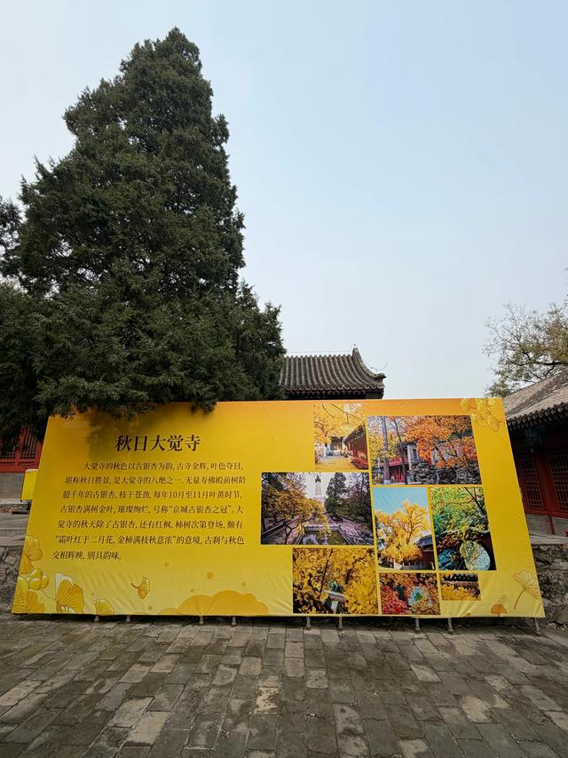 甘撒金缕苒秋寰