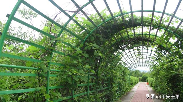 东方红，我拿什么来爱你（上） “东方红”名字的起源