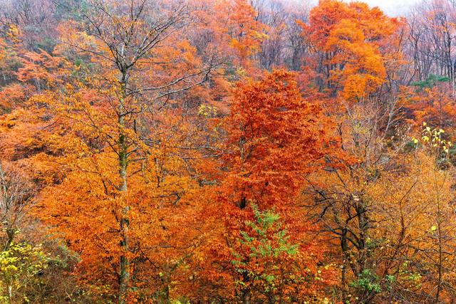 雾锁龙头山，秋染万重山