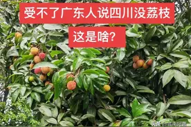闹笑了，有人说四川没有荔枝？四川人炸了：那杨贵妃吃的是啥？图片