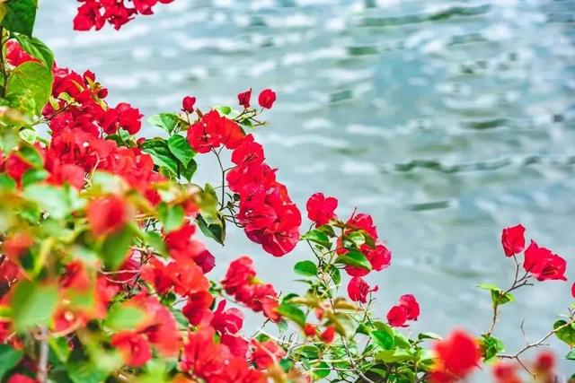 初冬“梅”好时光已至，惠城处处皆“花路”