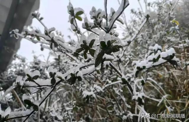冷空气今晚抵达,广东局地或0℃伴霜冻!有望观赏冰雪美景→