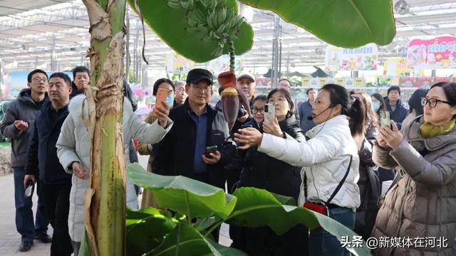 省市作家文史专家南和采风录｜编者按