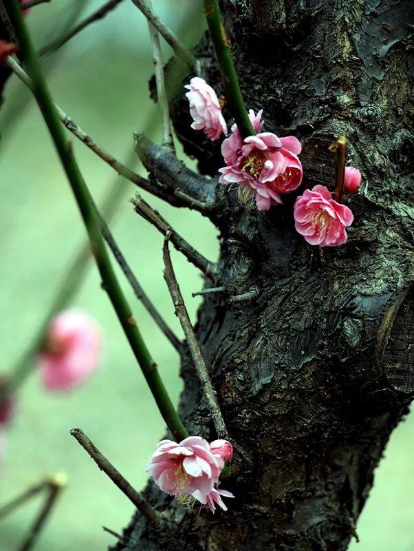 淮阳森林公园 · 梅园——花开正浓，香气四溢