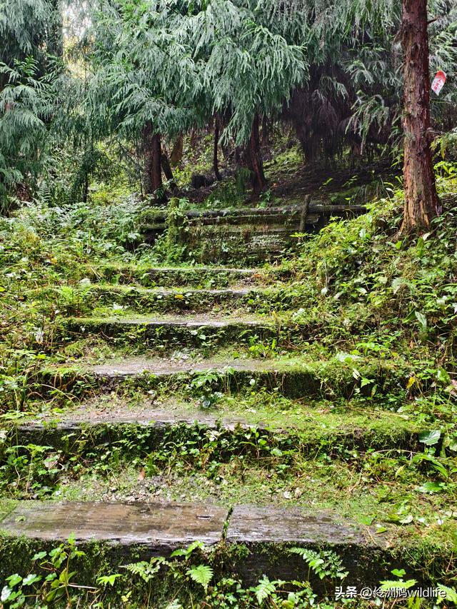 四川行(73)什邡红枫岭徒步到钟鼎寺