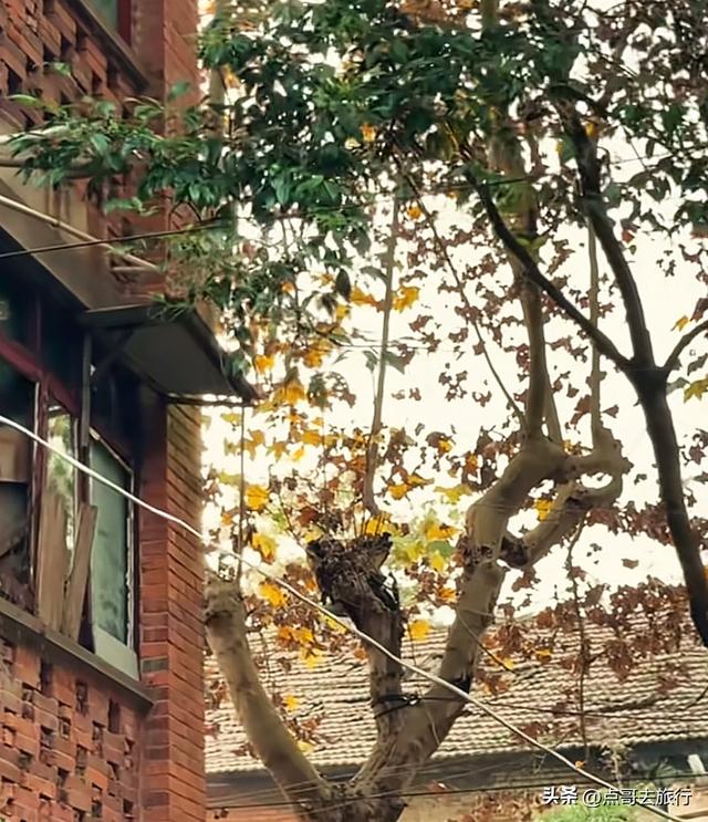 成都彭州的魔幻彩林，都不要门票！壮观、唯美、浪漫，无不惊艳！