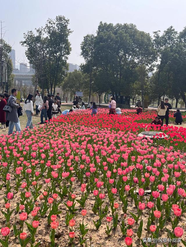 南昌马兰圩湿地公园郁金香花盛开，赏花圣地！