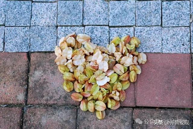 出发！去上合示范区“捡秋”