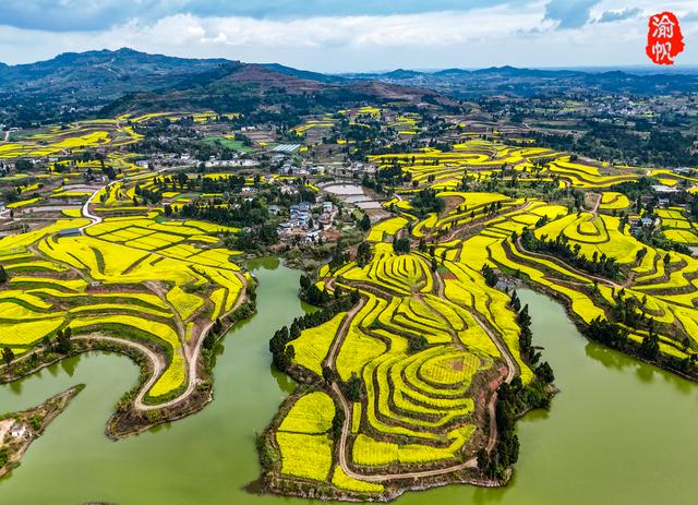 重庆，你糊涂呀！这么美的油菜花海都不宣传，感觉比云南罗平还美