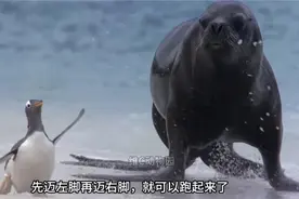 《动物世界》有接班人了！小伙在抖音无厘头解说动物，网友：有病，但爱看图片