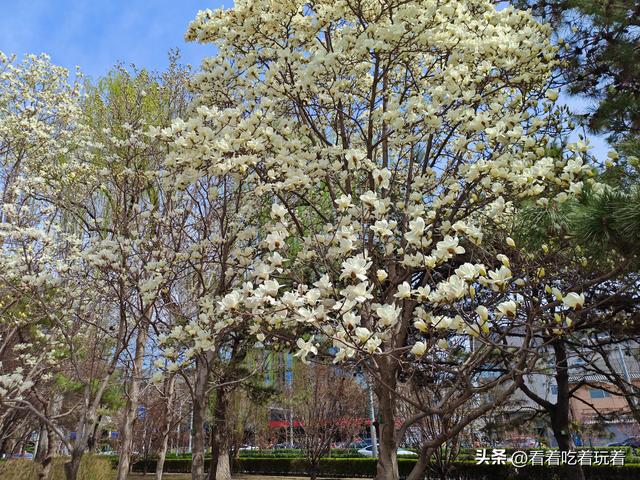 北京公园赏花记
