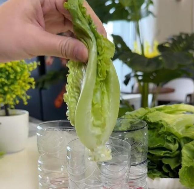 90后姑娘惊艳全网！几个塑料瓶搞定阳台菜园，月省数百元
