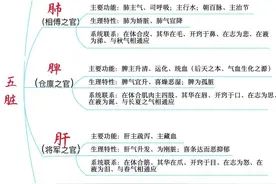 五脏六腑功能图片
