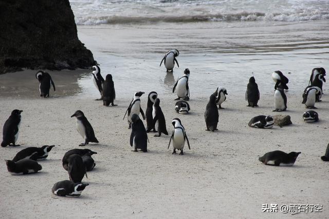 南部非洲：南非开普敦企鹅岛