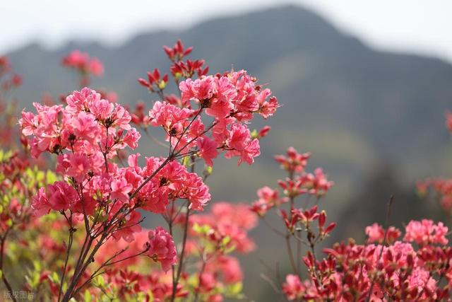 满山遍野的映山红