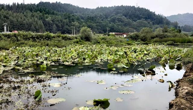 记者在一线丨秋日风景上线！岫岩生态湿地公园非洲菊绽放