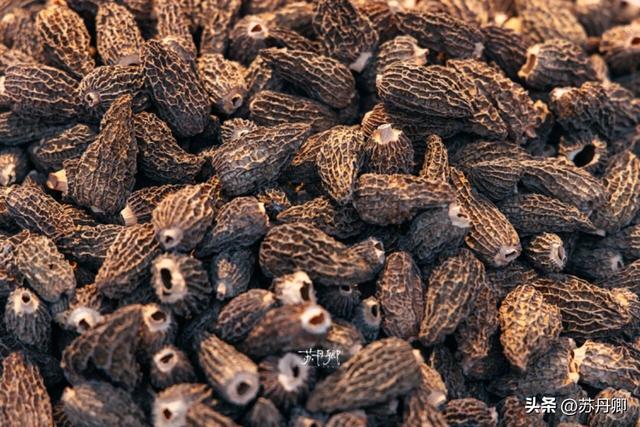 为了一只猴子！我从武汉跑去了贵阳！黔灵山的魅力不止是有猴子