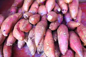 红薯高产“笨”方法！不施肥不买药，记住3句口诀，结薯多又甜！图片