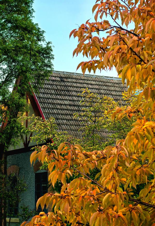 初冬氛围感天花板已找到，枫景这边独好！