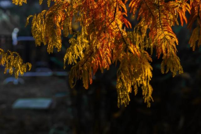 时间在这里按下暂停键，让我们见证季节变换