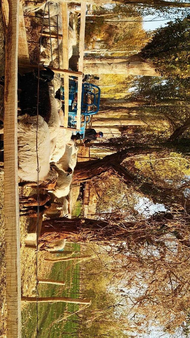 邢强 | 秋游南疆