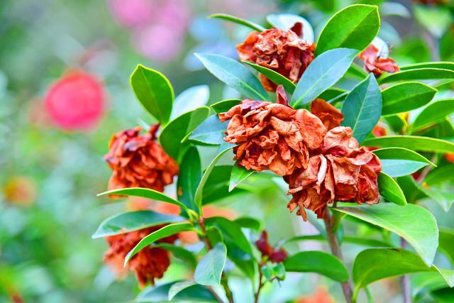 落花成茶韵！佛山卡玛缤纷花世界解锁沉浸式养生体验，干茶花变身冬日新宠