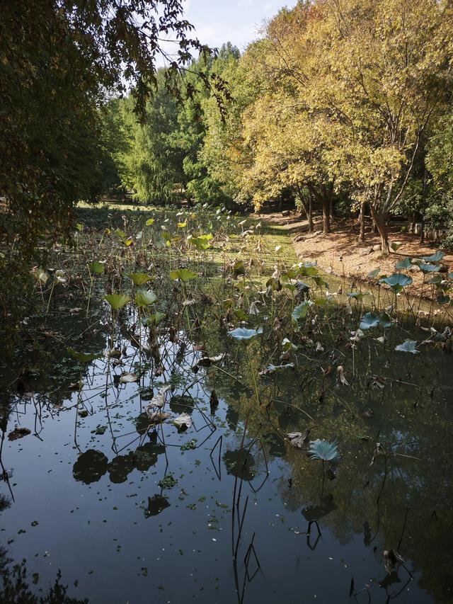 与残荷相遇:繁华落尽后的从容与坚守