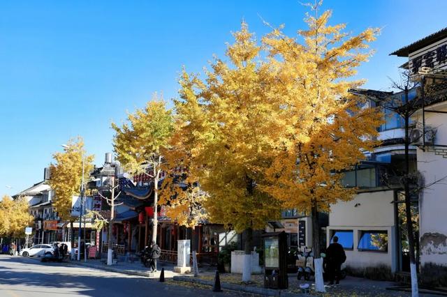 大理“金色童话”背后藏“秘密”