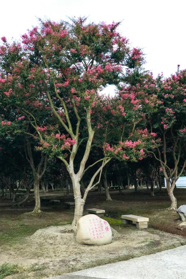 郫都这片“百日红”花海进入最美时刻！免费入园，错过等一年！